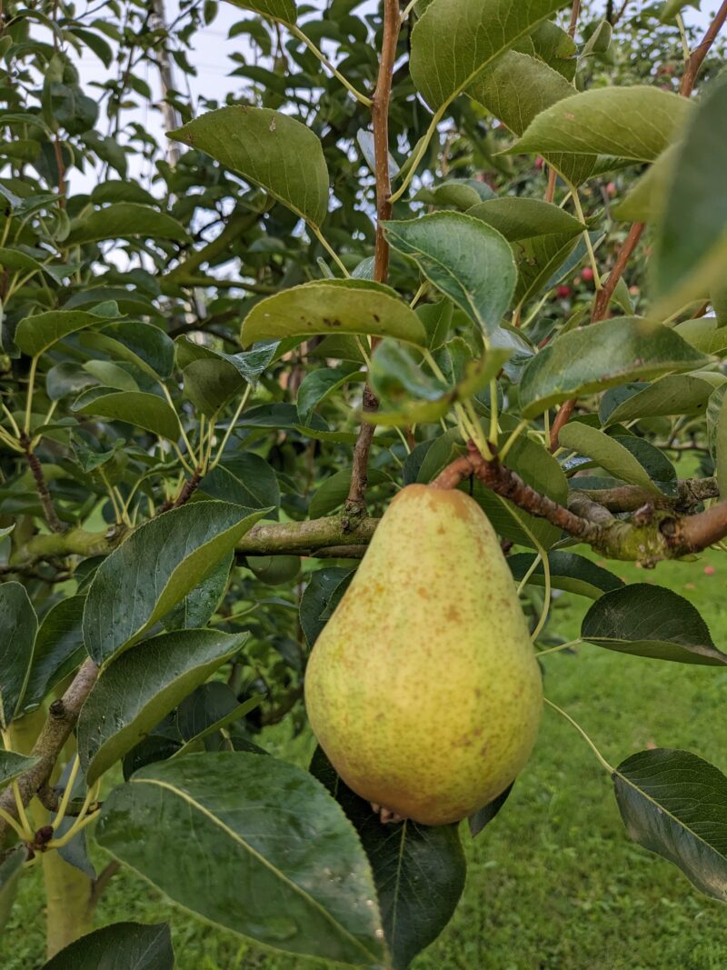 Williams Birnen Geist